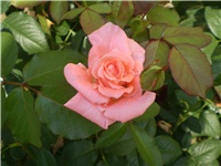 d7e8cb9f-Picture 6112.jpg